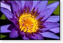 bloemen bloem hdr natuur flora roos rozen tulp tulpen orchidee orchideeen zonnebloem geranium cannabis marihuana wiet hennep sativa indica